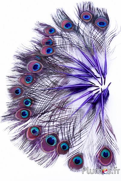 Paon bleu miniature - 15-25 cm - violet